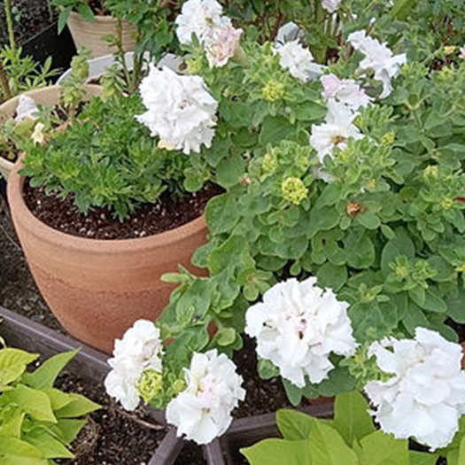 もみほぐしのお店　三休